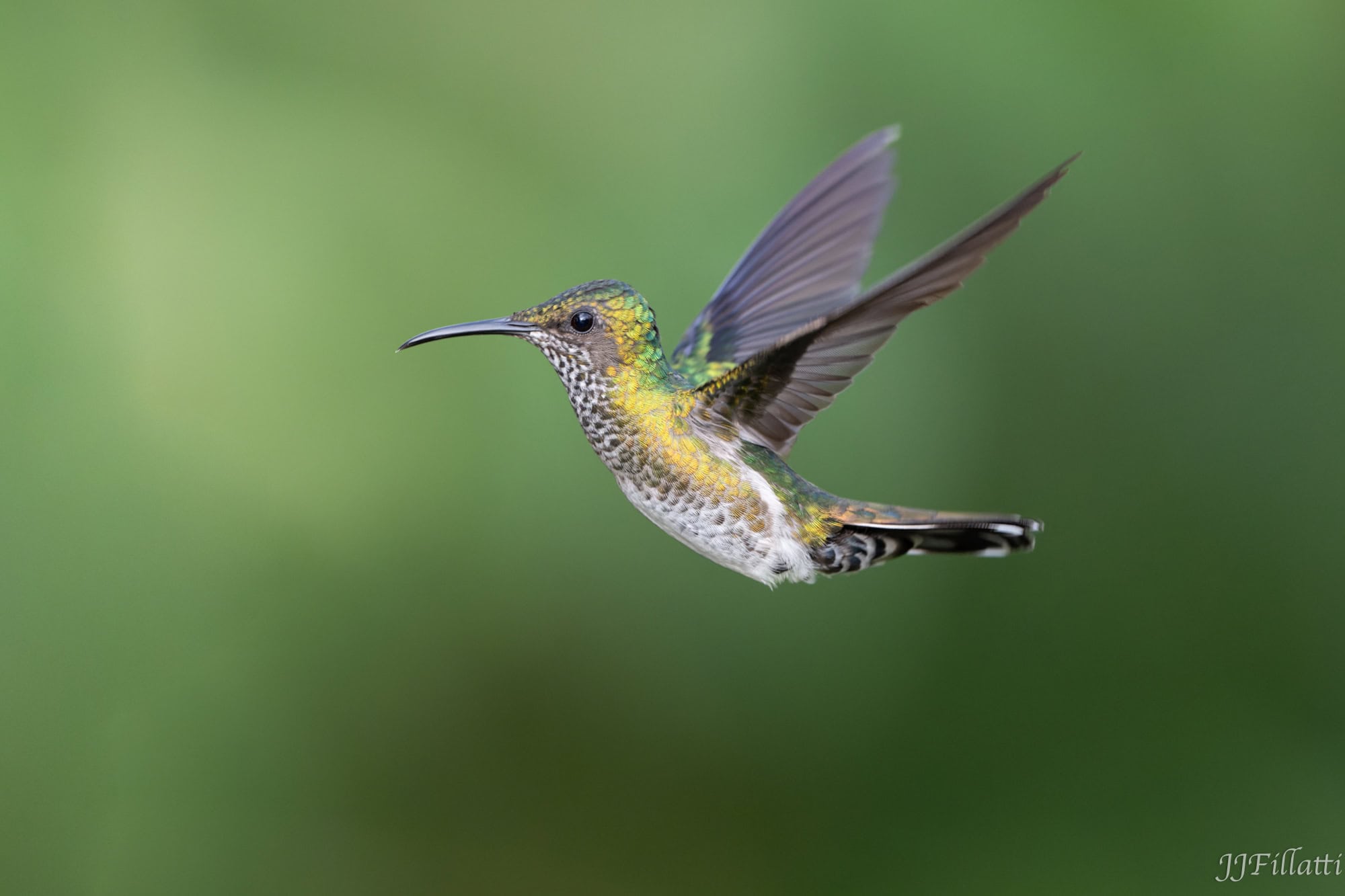 bird of colombia image 75